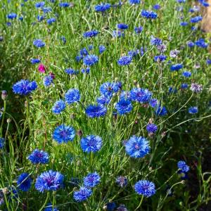 Centaurée Bleuet Bleue